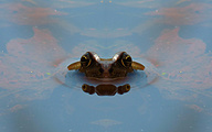 Pool Frog (Pelophylax lessonae)